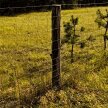 Siatka leśna wys. 150/10/30 #5